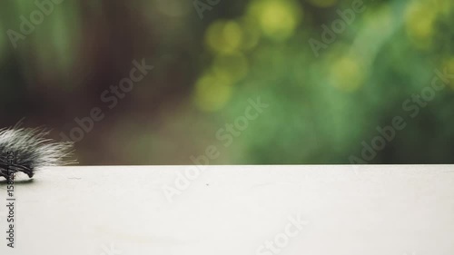 Close up of a furry caterpillar walking from right to left across a smooth surface with blurred natural background and copy space