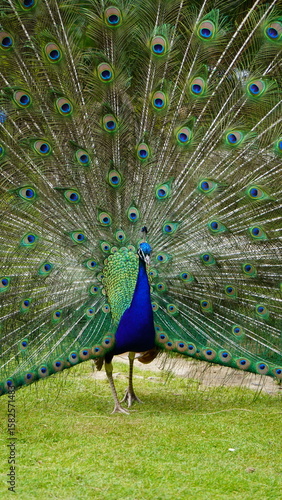 Colorful Peacock Showing Off Plumage