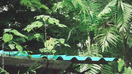 Rainwater drips down while wild weeds grow out of old gutter showing nature reclaiming manmade structure during rainy day