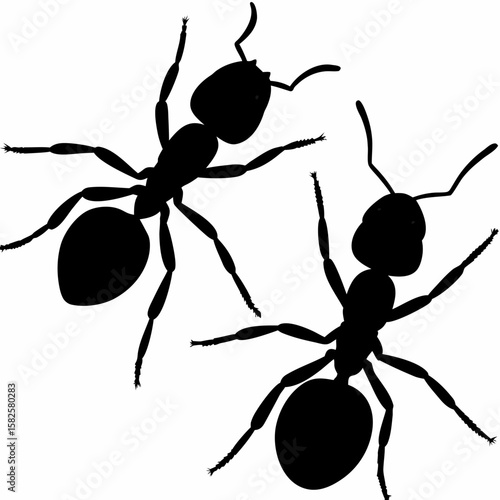 Two Ant Silhouettes in Black on White Background Insect Vector Illustration Detailed Anatomy