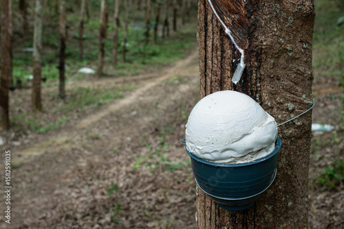 Ratax cup lump para rubber in cups waiting to be harvested
