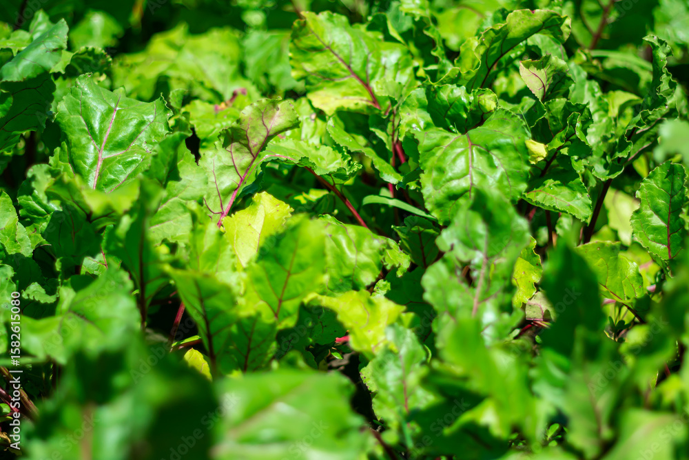 Green juicy leaves of red beetroot are a storehouse of useful nutrients for human health. Green juicy leaves of red beetroot are a storehouse of useful nutrients for human health.