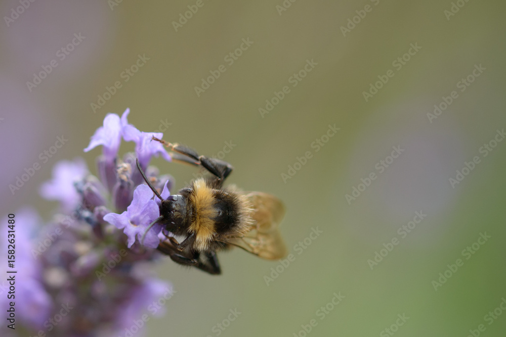Fototapeta premium Bee On Summer Lavender