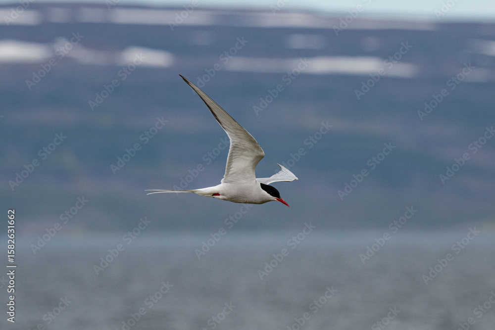 Fototapeta premium Puffins