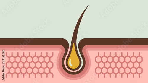 cross-section of a hair follicle with oil at the root, vector illustration for hair health and growth, dermatological anatomy and cosmetic treatment