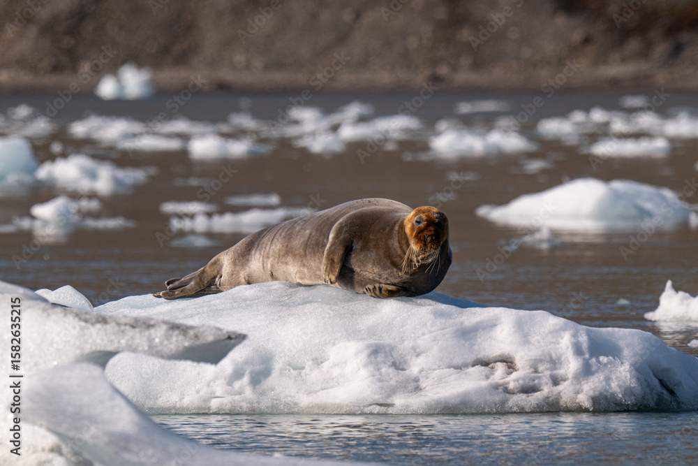 Naklejka premium Bearded seal in the Arctic