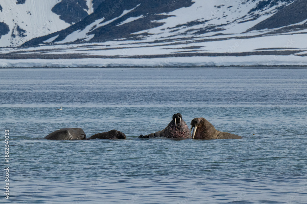 Fototapeta premium Walruses in the Arctic