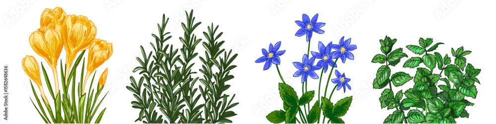 Fototapeta premium Garden flowers in a pot. Vector color sketch of summer and spring flowers on a white background.