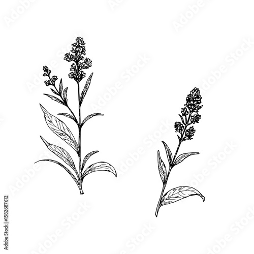 Wildflowers with leaves, a set of silhouettes, a black and white sketch. Vector illustration. Wormwood, meadow flower, isolated on a white background. The theme of nature, spring and summer