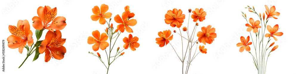 Fototapeta premium Orange Alstroemeria Flowers: Watercolor Floral Illustration