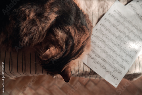 Cinematic scene of a fluffy cat sleeping on sheet music, old vintage piano in a home music room. A serene blend of pet coziness and musical nostalgia. top view