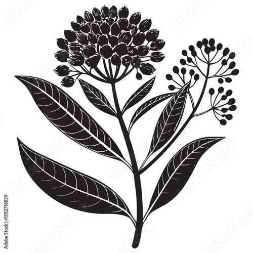 Black milkweed plant silhouette with leaves and seed pods vector