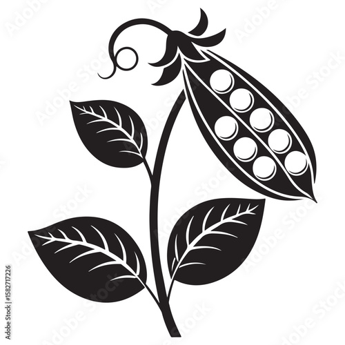 Black pea pod with leaves and tendril white
