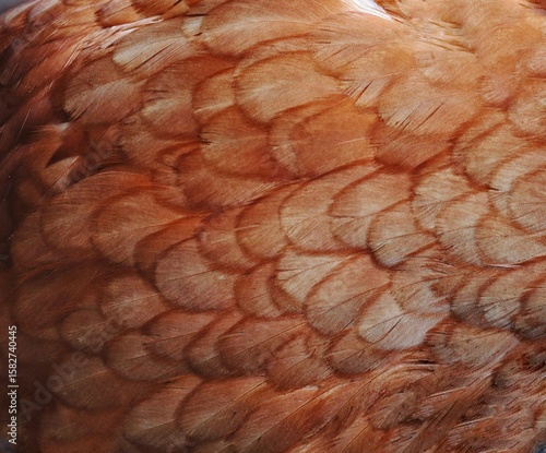 Close-up of red chicken feathers
