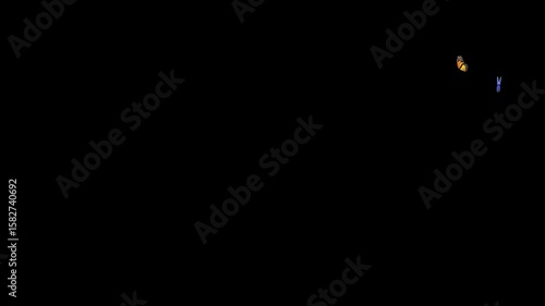 Flirting Butterflies in Looping Flight with Alpha Channel on Black Background