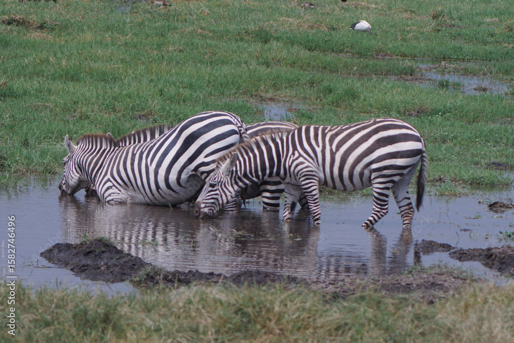 Naklejka premium Three zebras enjoying a drink