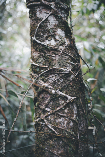 Mossy Tree Trunk with Entwined Vines in Forest