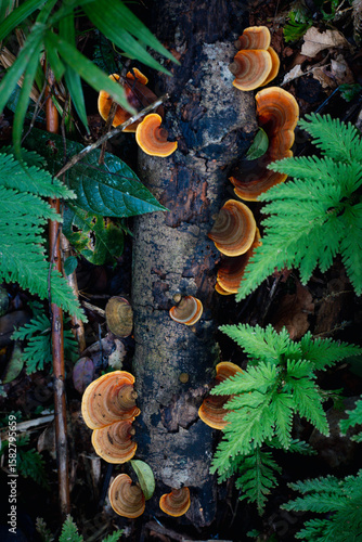 Orange and Brown Shelf Fungi on Fallen Log