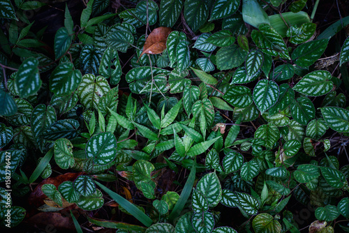 Lush Patterned Foliage on Forest Floor