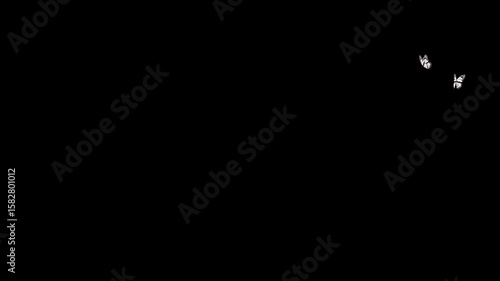 Flirting white Butterflies in Looping Flight with Alpha Channel on Black Background