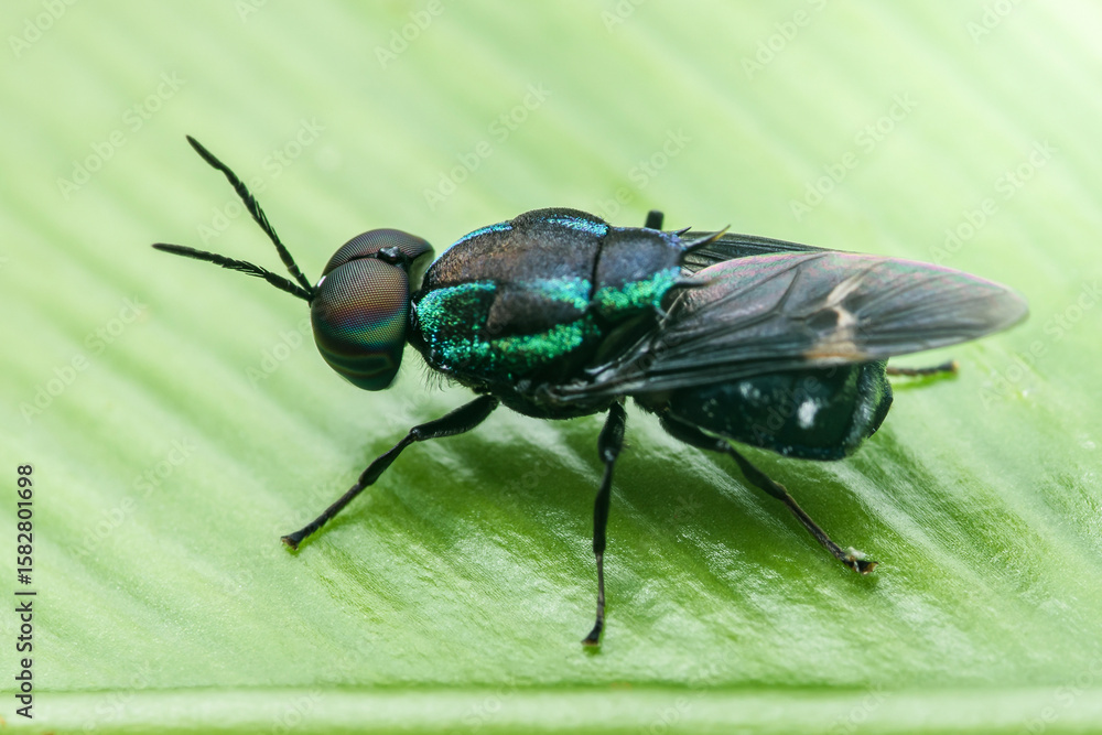 Naklejka premium Black soldier fly resting on a vibrant green leaf