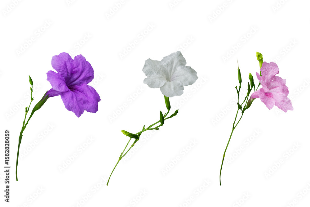 Fototapeta premium Close-up of three fully bloomed Ruellia simplex flowers in three colors isolated on a png file with transparent background.
