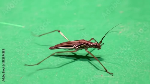 Water Strider Close-Up on Green Surface