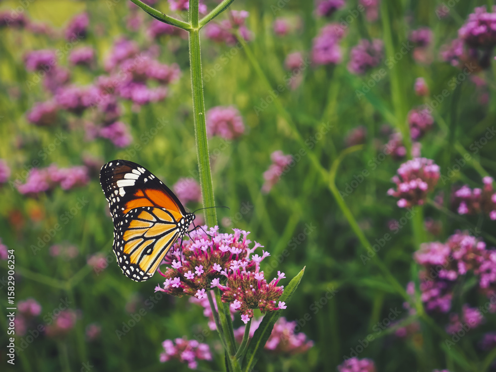 Naklejka premium Beautiful butterfly in the garden perched on a purple flower.