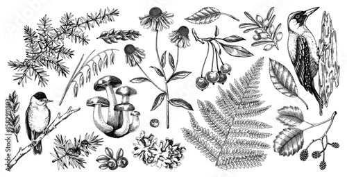Autumn forest design elements in color. Hand drawn botanical illustrations of fall leaves, ferns, berries, and birds. Vintage fall plants sketches. NOT AI generated