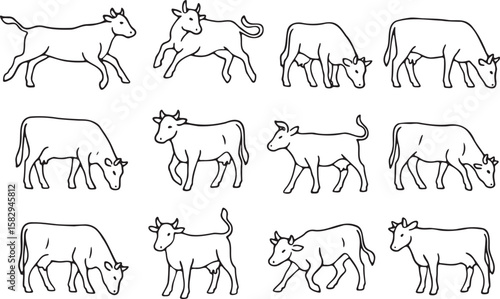 Twelve cows in various poses cattle bovine
