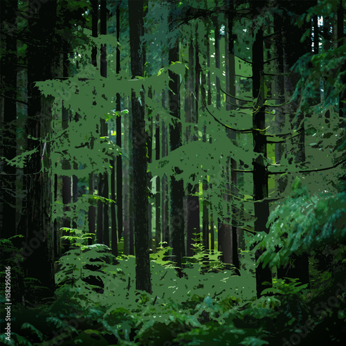Dense old growth temperate rainforest with towering trees and lush undergrowth