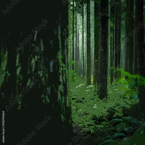 Dense old growth temperate rainforest with towering trees and lush undergrowth