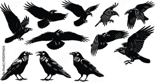 Flying raven vector illustration, crow silhouette in flight and standing pose, bird black art, spooky Halloween wildlife drawing design