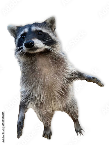 Playful Raccoon Reaching Out on White Background