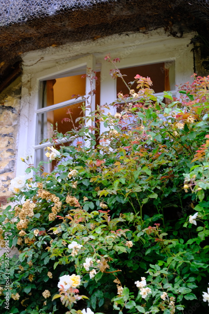 Naklejka premium Variety of colourful wild flowers including corn marigold and poppies growing in the grass in Meadows conservation area, summer time in english countryside