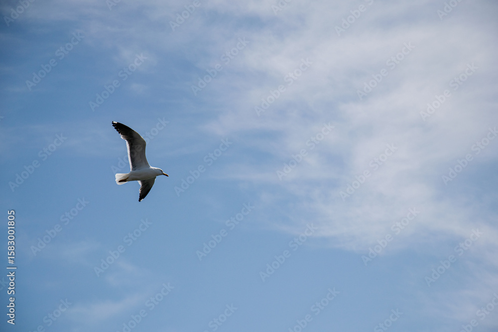 Obraz premium Seagull soaring in the sky over Akranes, Iceland on a bright day