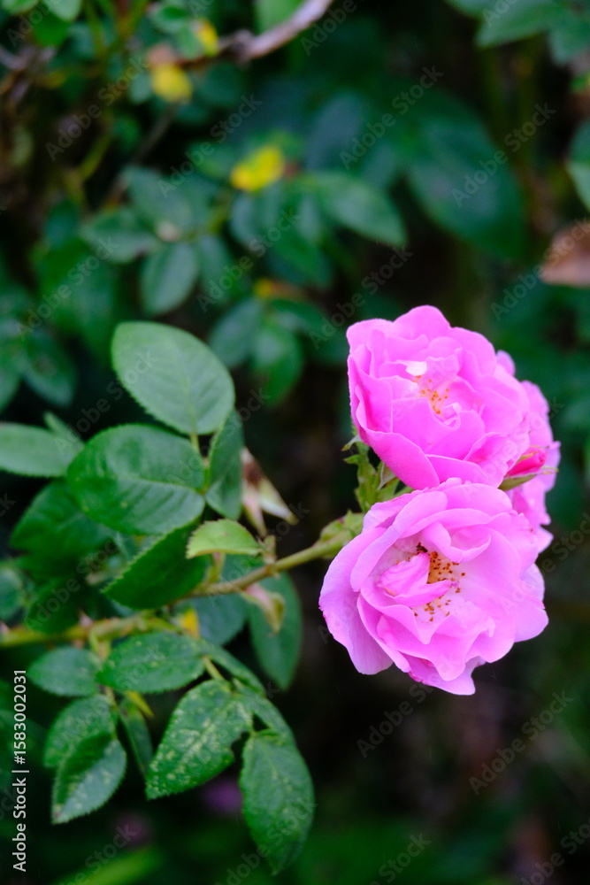 Variety of roses growing in the grass in Meadows conservation area, summer time in english countryside Variety of roses growing in the grass in Meadows conservation area, summer time in english countryside