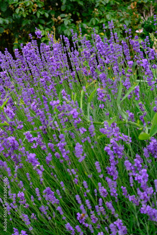 Obraz premium A mesmerizing lavender field displays its vibrant purple blooms, creating a serene and fragrant atmosphere. Perfect for nature and floral themed projects.