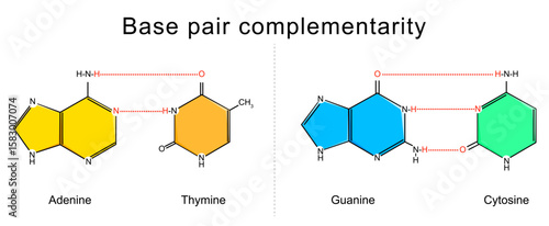 Base pair complementarity. DNA structure