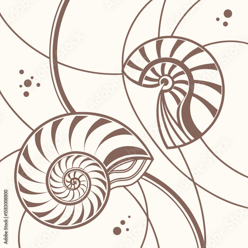 Elegant decorative illustration of nautilus shells and abstract lines with a minimalist design