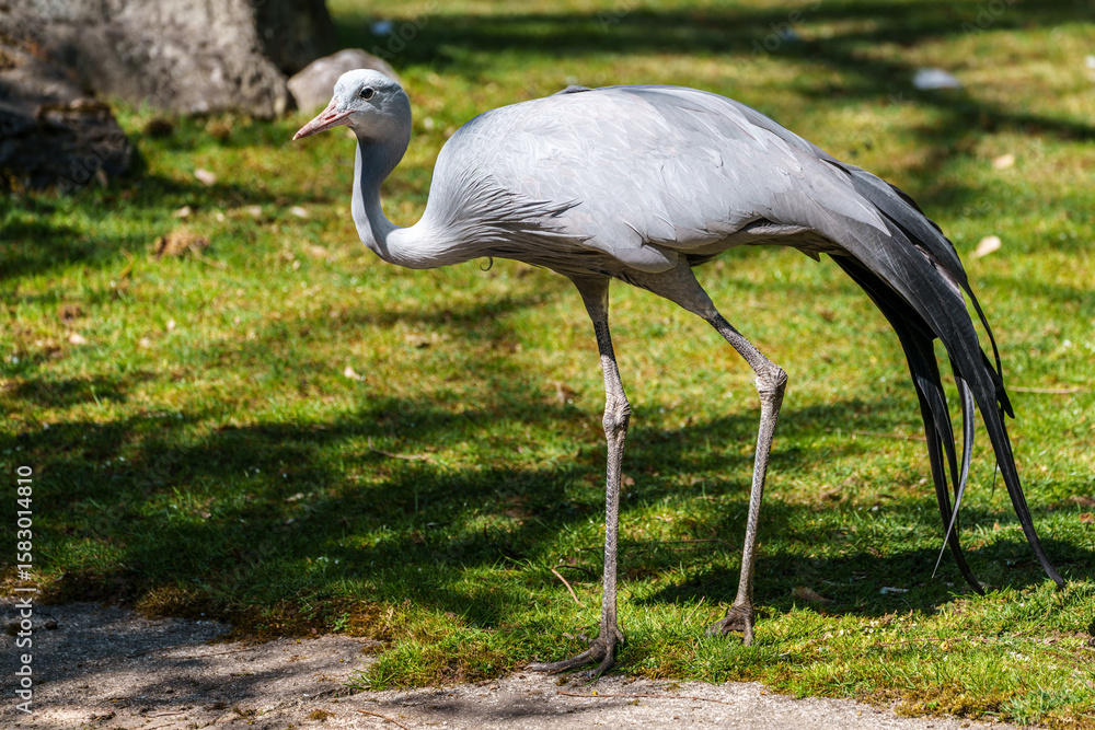 Fototapeta premium The Blue Crane, Grus paradisea, is an endangered bird