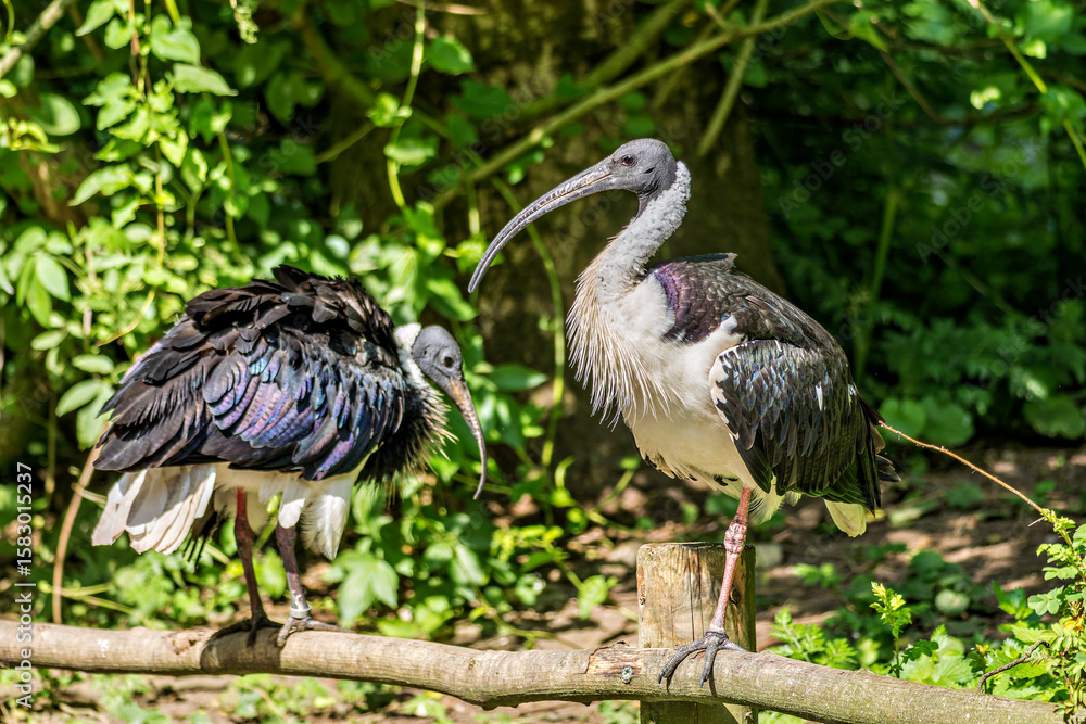 Fototapeta premium The Straw-necked Ibis, Threskiornis spinicollis is a bird of the ibis family