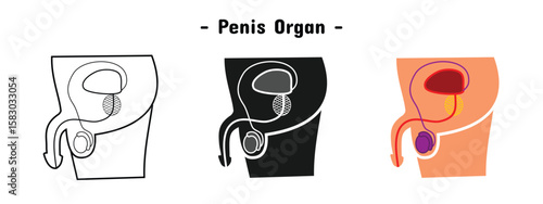 penis organ set design. human body anatomy. reproductive organs.