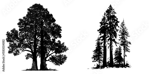 This image depicts the silhouette of redwood trees, also known as Sequoia sempervirens, showcasing their towering height and intricate branches and foliage in a modern clipart style