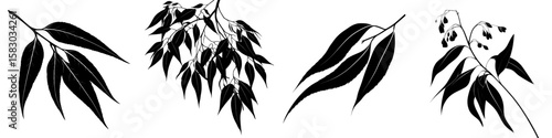 This image depicts a black silhouette of a gum leaf, also known as eucalyptus leaf, showcasing its detailed shape and texture in a modern clipart illustration design, resembling a gum leaf silhouette
