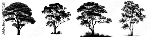 This image depicts a gum tree, also referred to as a eucalyptus tree, in the form of a black silhouette, showcasing its unique foliage and robust trunk, presented in a modern clipart style