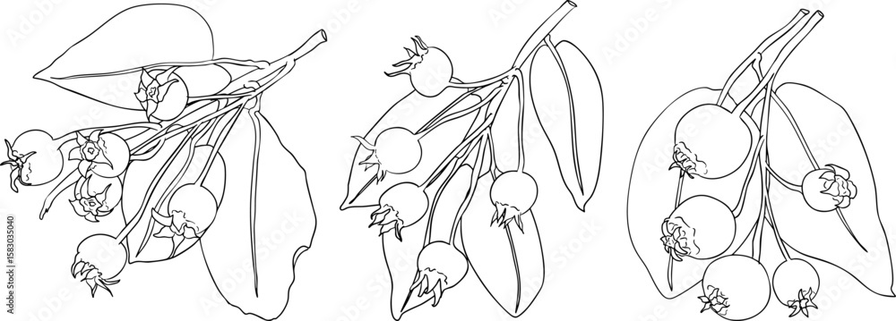 Fototapeta premium Set of illustrations featuring serviceberry, saskatoon clusters, flowers, and single berries. Perfect for nature and food designs. 