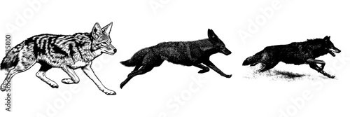 The image depicts a coyote running with a dynamic posture, its detailed fur visible in a modern clipart illustration design presented as a black silhouette