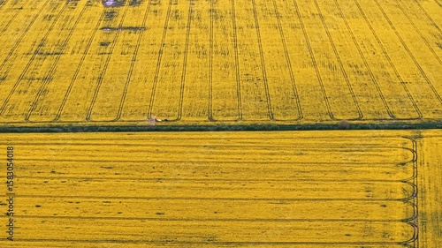 Wallpaper Mural An aerial drone view of tractor with an attached sprayer moving through a vast, yellow rapeseed field Torontodigital.ca