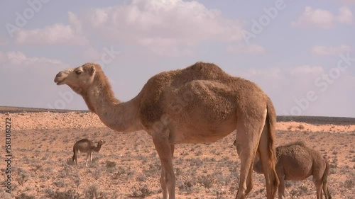 Animal Video Collection, Cute Pets, Wild Creatures, and Natural Wildlife Moments in Motion
